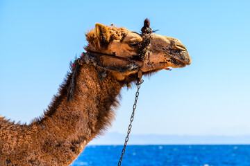 Camel at the shore of Red sea in Dahab, Egypt