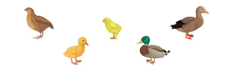 Feathered Chick, Duck and Quail as Farm Bird Vector Illustration Set