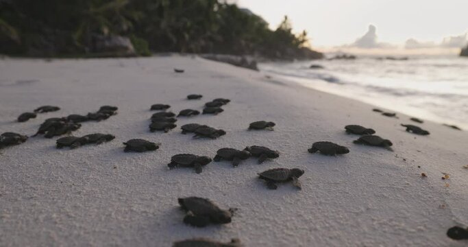 Close-up.Critically endangered large group of cute baby Hawksbill turtle hatchlings making their way to the ocean at sunset