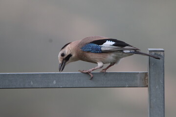 a bird