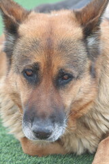 german shepherd dog