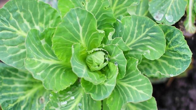 Green cabbage growing in the garden