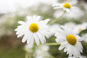 Fototapeta na wymiar daisies in a field