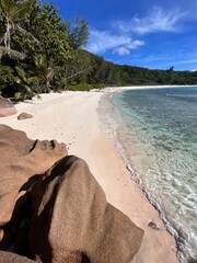 beach with palms