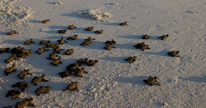Close-up.Critically endangered large group of cute baby Hawksbill turtle hatchlings making their way to the ocean 