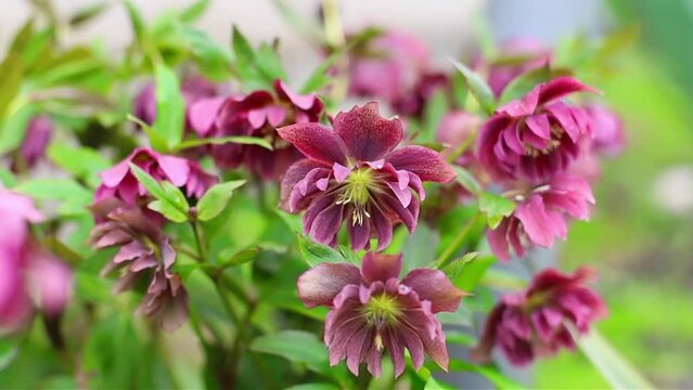 Hellebore purple flowers close up in the garden