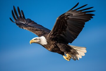 Photograph a majestic bald eagle soaring through the sky