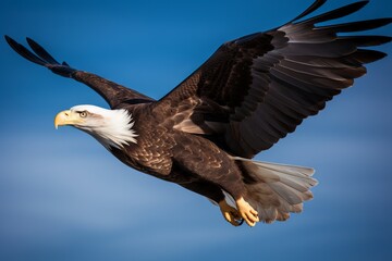 Photograph a majestic bald eagle soaring through the sky