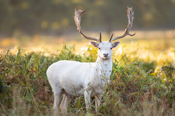 white deer