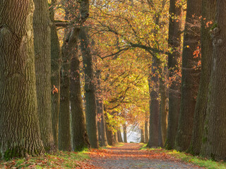 Avenue of Mighty Oak Trees in Autumn