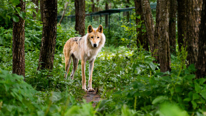 wolf standing in a forest 