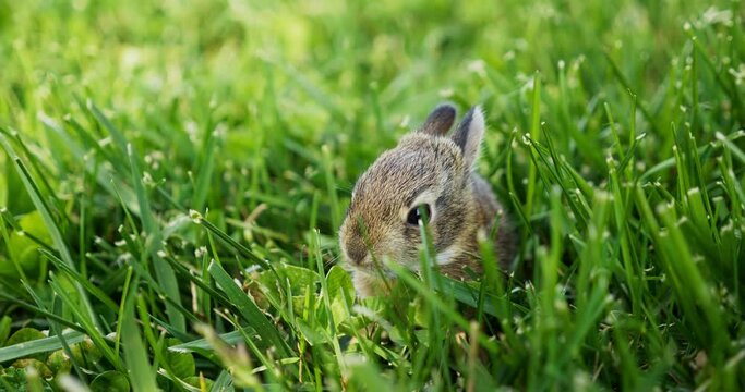4K Baby bunny sitting in green grass. Young rabbit. Spring time.