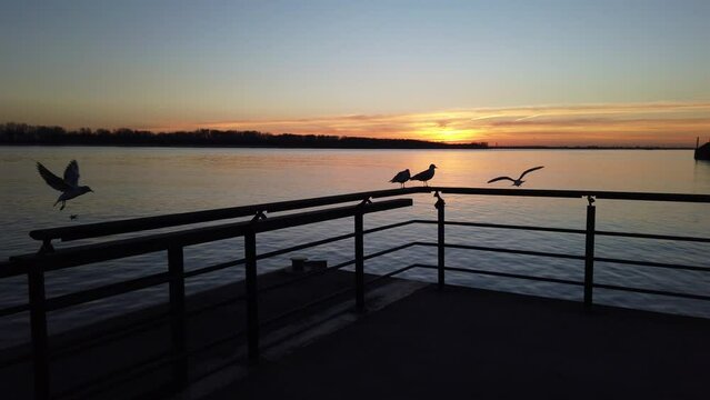 Seagulls at Elbe River flying against sunset, 4k POV footage