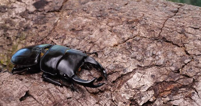 オオクワガタが木の上で動く4Kスローモーション動画