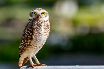 Burrowing Owl, Athene cunicularia or Speotyto cunicularia in portrait
