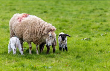 Sheep with young triplet lambs, two of babies suckling ewe mother. Cute lamb with black face and legs. County Kildare, Ireland