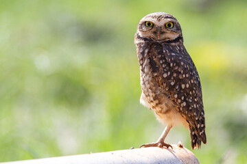Burrowing Owl, Athene cunicularia or Speotyto cunicularia in portrait