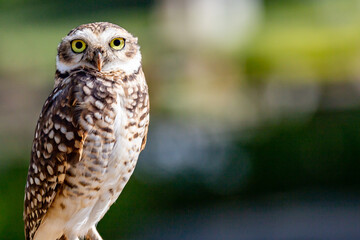 Burrowing Owl, Athene cunicularia or Speotyto cunicularia in portrait