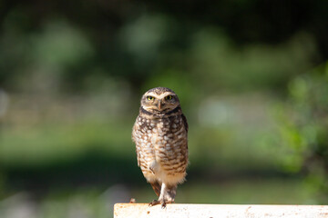 Burrowing Owl, Athene cunicularia or Speotyto cunicularia in portrait
