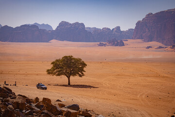 Wadi Rum w Jordanii. Drzewo pośrodku pustyni na tle skał i jasnego nieba. 