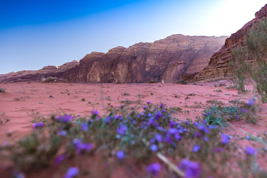 Wadi Rum w Jordanii. Fioletowe pustynne kwiaty na tle formacji skalnych.