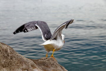 seagull in flight