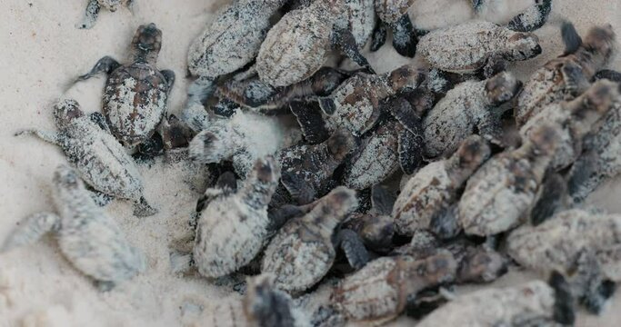 Close-up.Critically endangered large group of cute baby Hawksbill turtle hatchlings crawling out their nest