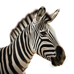 Fototapeta na wymiar Zebra isolated on white background - Generative AI