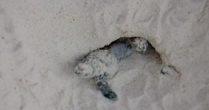 Close-up.Critically endangered cute baby Hawksbill turtle hatchlings crawling out their nest