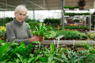 Aged woman shopping in floristic shop, holding potted plant and looking at camera.