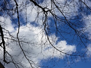 silhouette of a tree against the sky