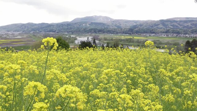 菜の花公園　信州　飯山