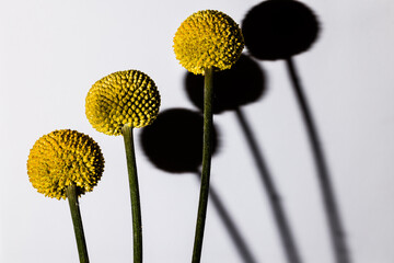 100mm Macro Billy Buttons Craspedia globosa yellow flowers on white background 