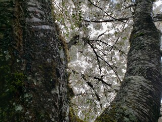 trunk of a tree