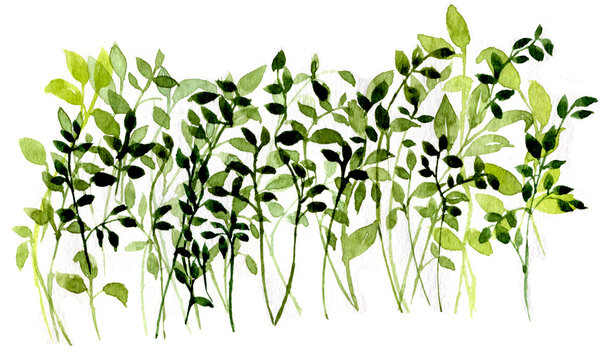 Sfondo con foglie verdi e rami  isolate su sfondo bianco, illustrazione ad acquerello