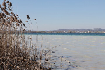 reeds on the beach