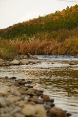 夏の夕暮れ時夕日に照らされオレンジ色に染まった川や草