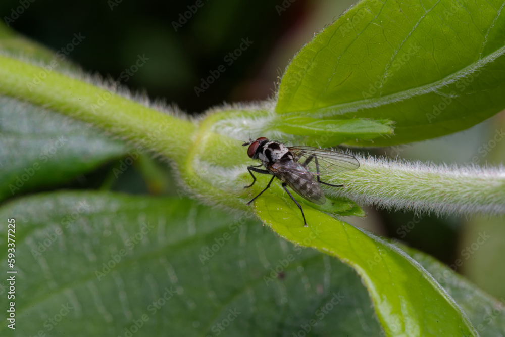 Sticker Une petite mouche mâle noire et blanche sur une feuille de chèvrefeuille (Anthomyia sp)