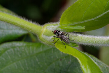 Une petite mouche mâle noire et blanche sur une feuille de chèvrefeuille (Anthomyia sp)