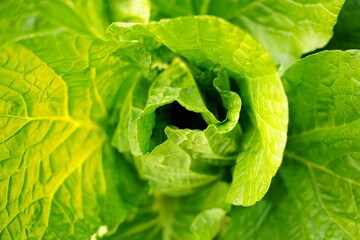 まん丸に育ちきらきらと輝く大きな白菜