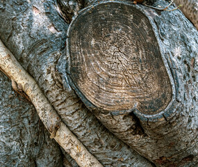 cross section of tree branch of old banyan tree