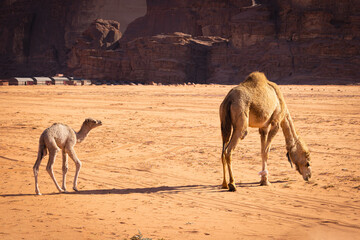 Wadi Rum w Jordanii. Wielbłąd z małym wielbłądkiem spacerujący po pustyni.  - obrazy, fototapety, plakaty