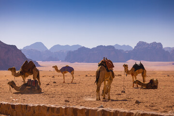 Fototapeta na wymiar Wadi Rum w Jordanii. Wielbłądy stojące na gorącym piasku na tle pustynnych gór. 