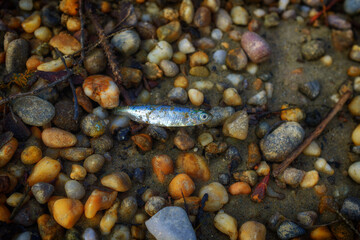 close up of a small fish among pebbles on the beach. 