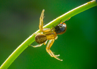 A yellow spider on a stalk of grass caught a ladybug, a predator in action.