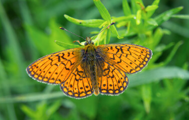 An orange butterfly on a green background sitting on a leaf of Melitaea athalia.