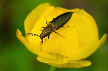 A wonderful black beetle shimmers in different colors on a yellow flower. Close-up.