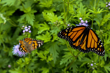 Monarchs on Flowers