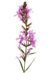 Lythrum salicaria flowers isolated on white background