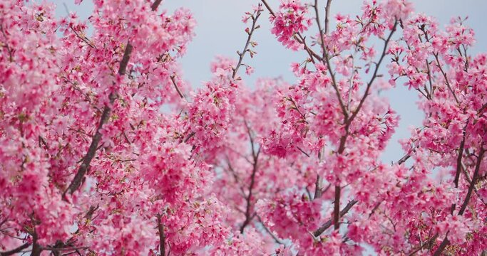 Pink blossoms cover branches of Sakura tree